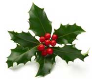 A piece of green holly with red berries