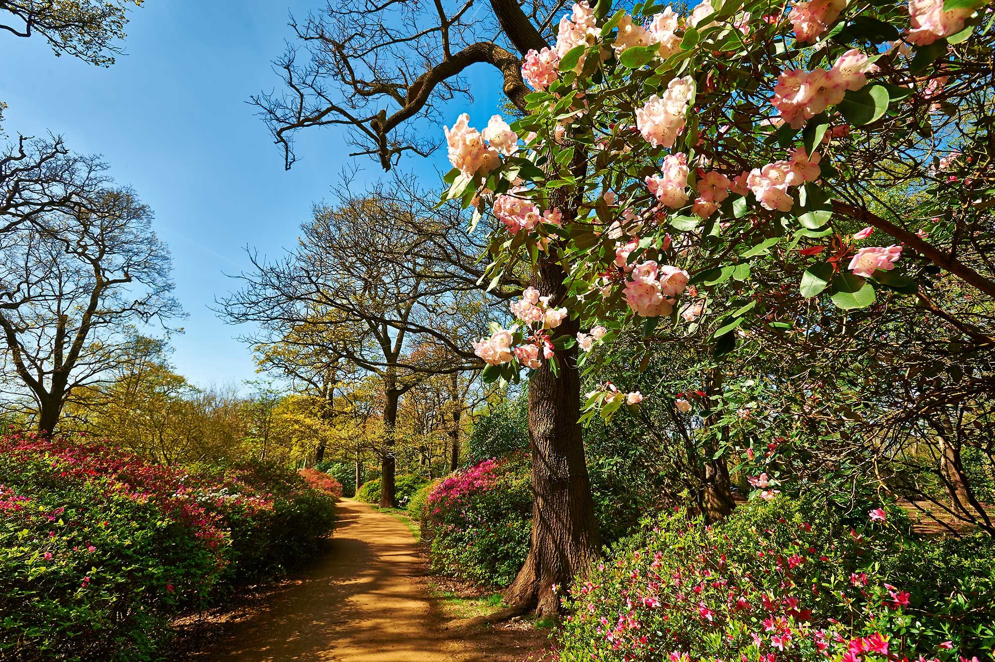 The Isabella Plantation..