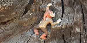 An elf climbing up the Elfin Oak.