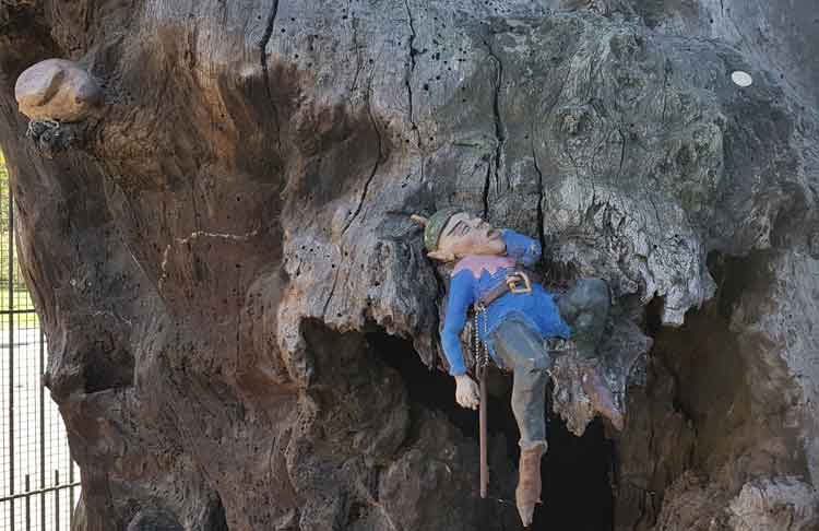 A gnome sleeping on the tree.