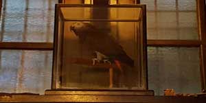 Polly the parrot in a glass case.