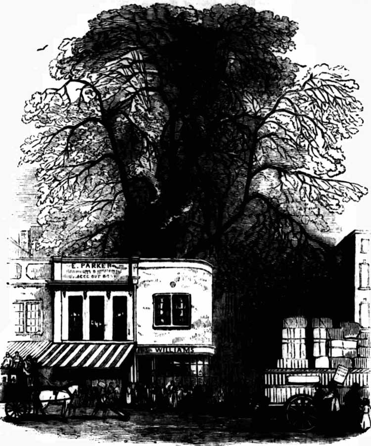 A sketch of the London Plane tree towering over the one storey building at the corner of Wood Street.
