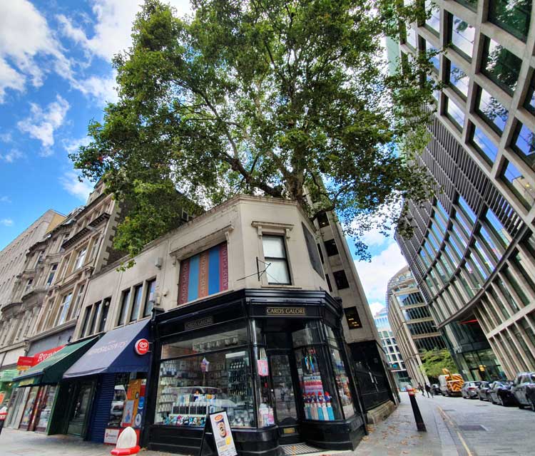 The London Plane tree towering over the one storey building at the corner of Wood Street.